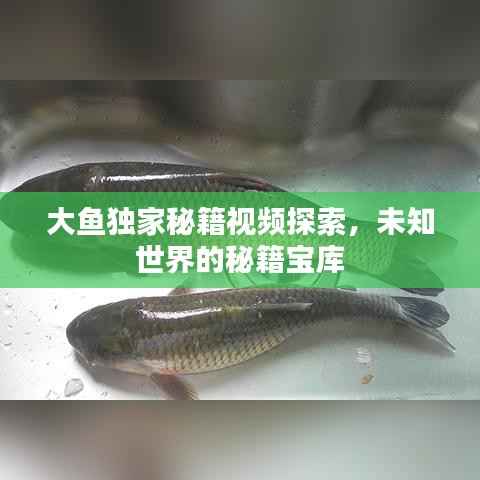 大鱼独家秘籍视频探索,未知世界的秘籍宝库