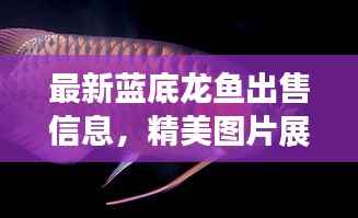 最新蓝底龙鱼出售信息，精美图片展示，不容错过！