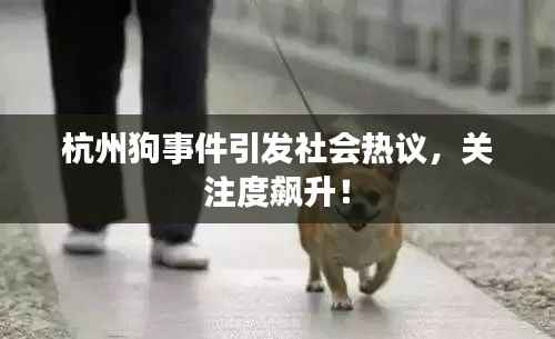杭州狗事件引发社会热议，关注度飙升！