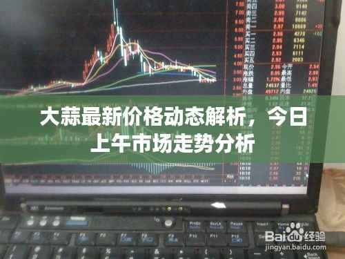 大蒜最新价格动态解析,今日上午市场走势分析