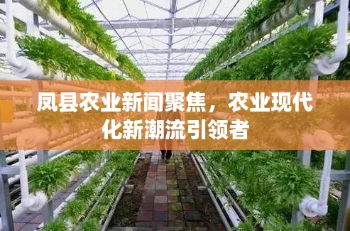 凤县农业新闻聚焦,农业现代化新潮流引领者