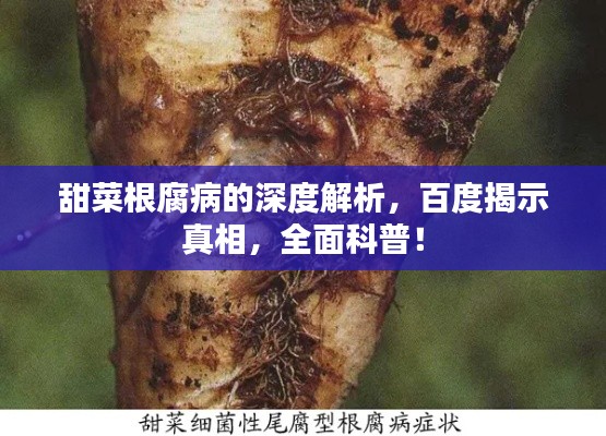 甜菜根腐病的深度解析,百度揭示真相,全面科普!
