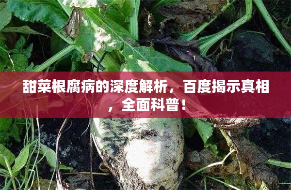 甜菜根腐病的深度解析,百度揭示真相,全面科普!