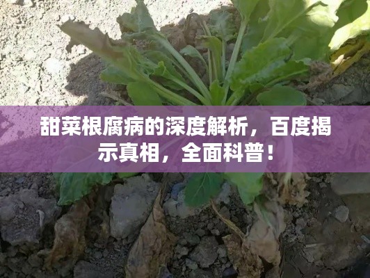 甜菜根腐病的深度解析,百度揭示真相,全面科普!