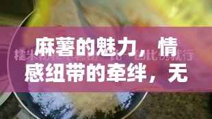 麻薯的魅力,情感纽带的牵绊,无法抗拒的吸引力