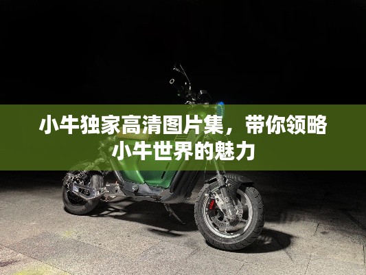 小牛独家高清图片集,带你领略小牛世界的魅力