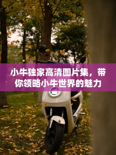 小牛独家高清图片集,带你领略小牛世界的魅力