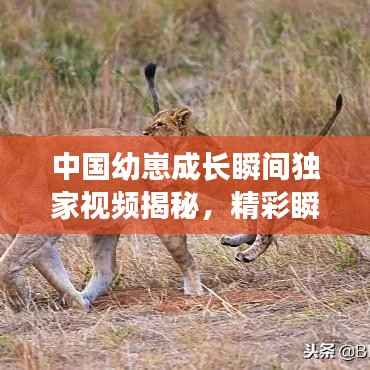 中国幼崽成长瞬间独家视频揭秘,精彩瞬间不容错过!