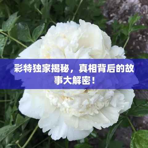 将陋就简 第4页