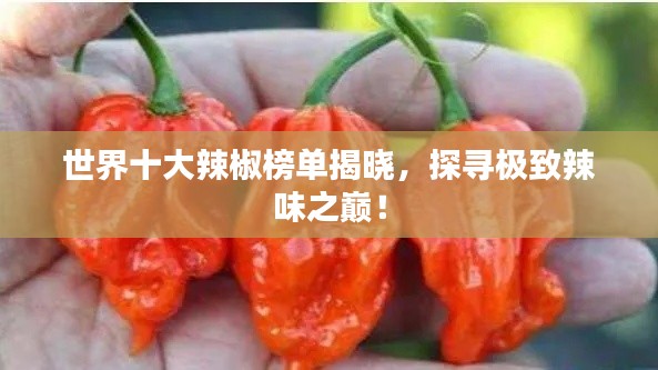 世界十大辣椒榜单揭晓，探寻极致辣味之巅！