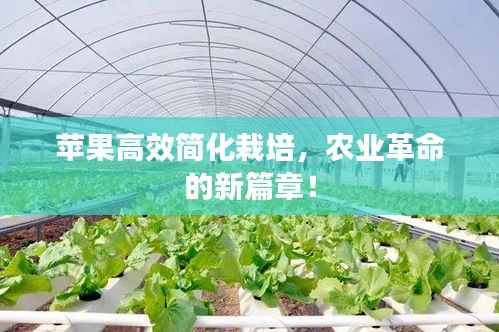 苹果高效简化栽培,农业革命的新篇章!