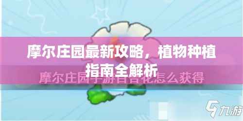 摩尔庄园最新攻略,植物种植指南全解析