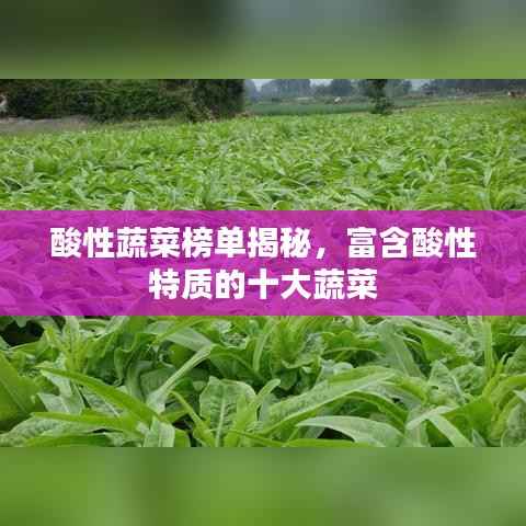 酸性蔬菜榜单揭秘，富含酸性特质的十大蔬菜