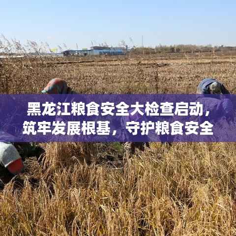 黑龙江粮食安全大检查启动,筑牢发展根基,守护粮食安全防线!