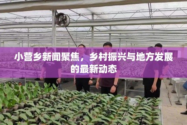 小营乡新闻聚焦，乡村振兴与地方发展的最新动态