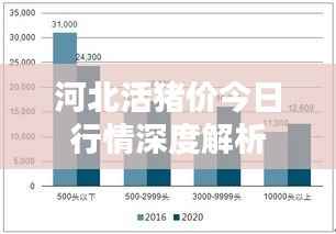 河北活猪价今日行情深度解析