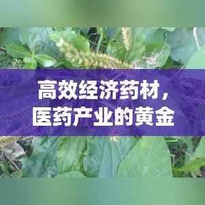 高效经济药材，医药产业的黄金支柱，未来发展潜力无限！