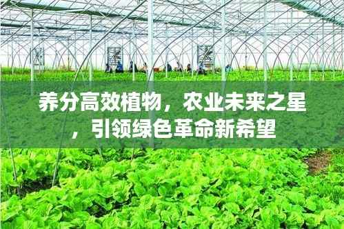 养分高效植物,农业未来之星,引领绿色革命新希望