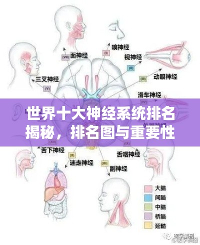 世界十大神经系统排名揭秘，排名图与重要性解析