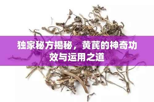 独家秘方揭秘，黄芪的神奇功效与运用之道