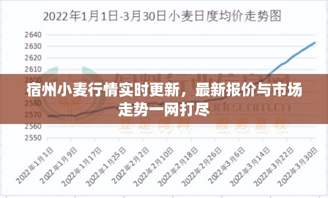 宿州小麦行情实时更新,最新报价与市场走势一网打尽