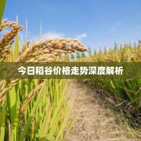 今日稻谷价格走势深度解析