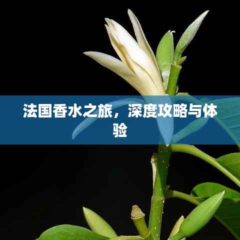 法国香水之旅，深度攻略与体验