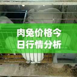 肉兔价格今日行情分析，最新市场动态揭秘