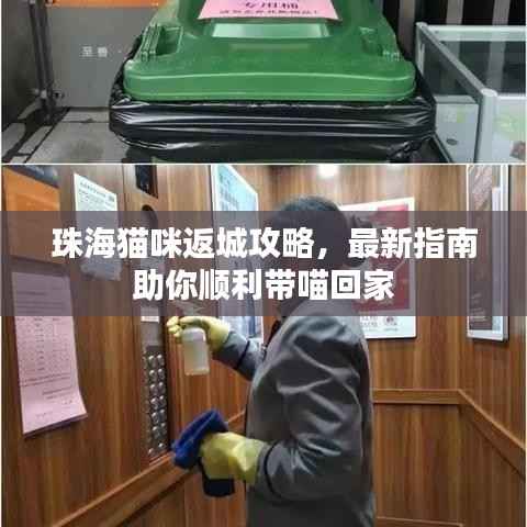 珠海猫咪返城攻略，最新指南助你顺利带喵回家