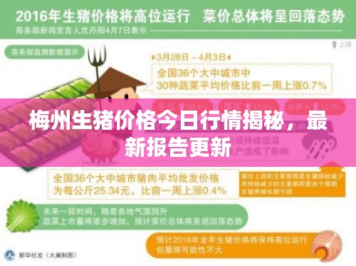 梅州生猪价格今日行情揭秘,最新报告更新