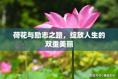 荷花与励志之路，绽放人生的双重美丽