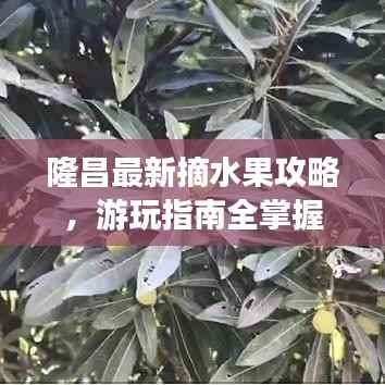 隆昌最新摘水果攻略，游玩指南全掌握