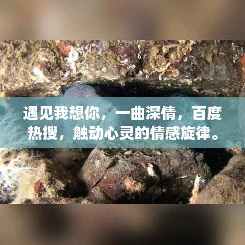 遇见我想你,一曲深情,百度热搜,触动心灵的情感旋律。