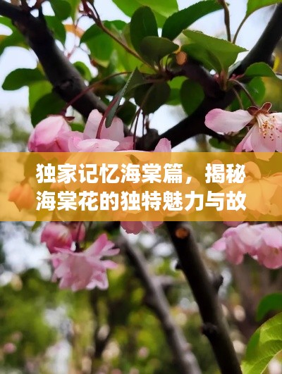 独家记忆海棠篇，揭秘海棠花的独特魅力与故事