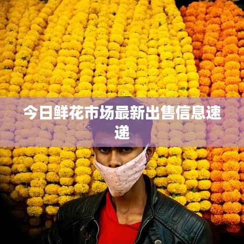 今日鲜花市场最新出售信息速递