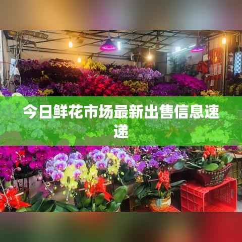 今日鲜花市场最新出售信息速递