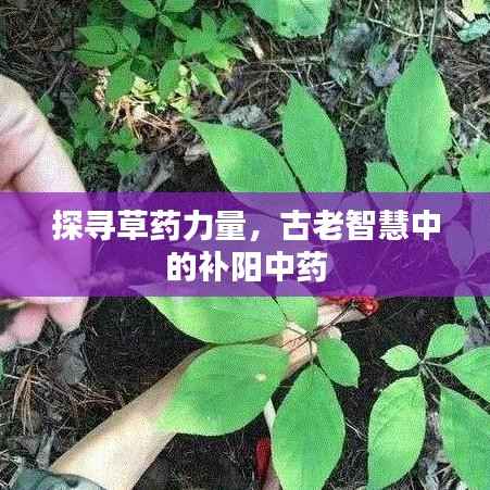 探寻草药力量，古老智慧中的补阳中药