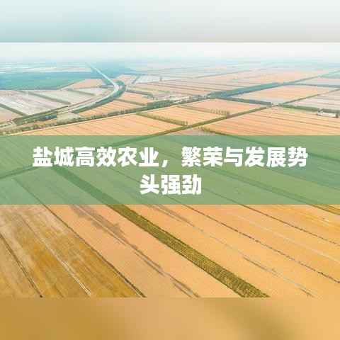 盐城高效农业,繁荣与发展势头强劲