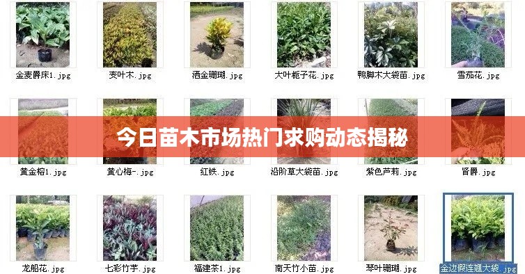 今日苗木市场热门求购动态揭秘