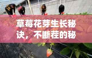 草莓花芽生长秘诀，不断茬的秘密与农业实践探索
