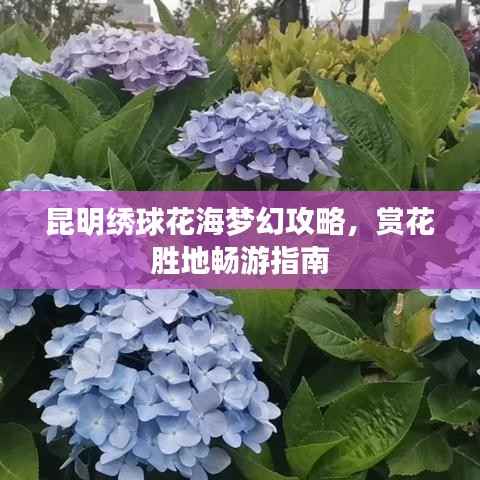 昆明绣球花海梦幻攻略，赏花胜地畅游指南