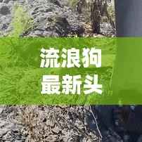 流浪狗最新头条新闻动态今日更新