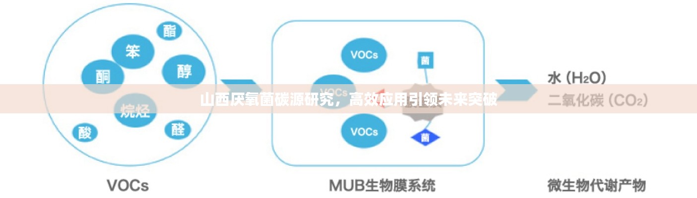 山西厌氧菌碳源研究,高效应用引领未来突破
