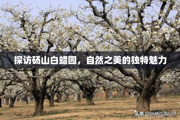 探访砀山白蜡园，自然之美的独特魅力
