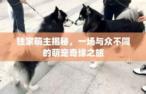 独家萌主揭秘，一场与众不同的萌宠奇缘之旅