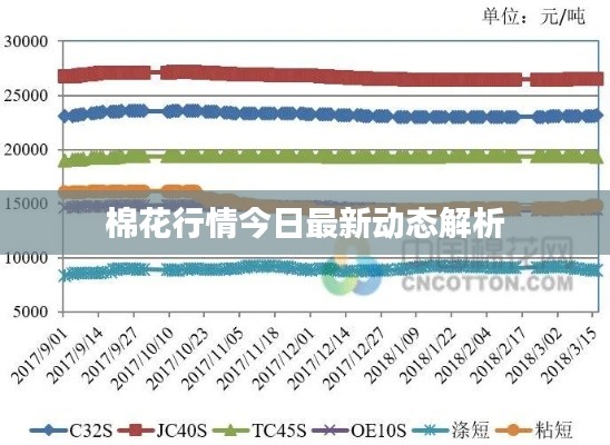 棉花行情今日最新动态解析
