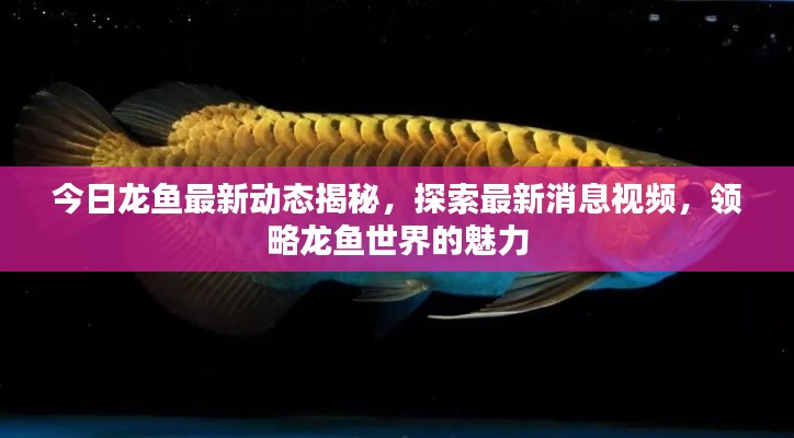 今日龙鱼最新动态揭秘，探索最新消息视频，领略龙鱼世界的魅力