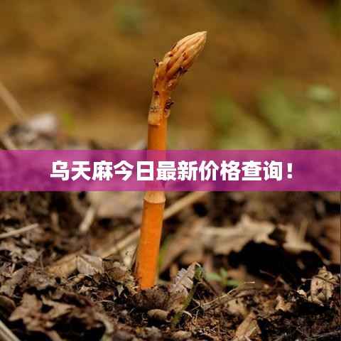 风流倜傥 第4页