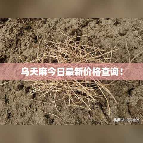 乌天麻今日最新价格查询!