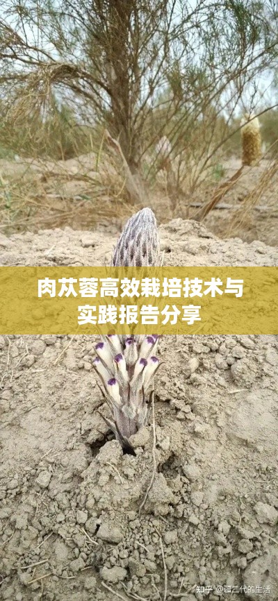 肉苁蓉高效栽培技术与实践报告分享